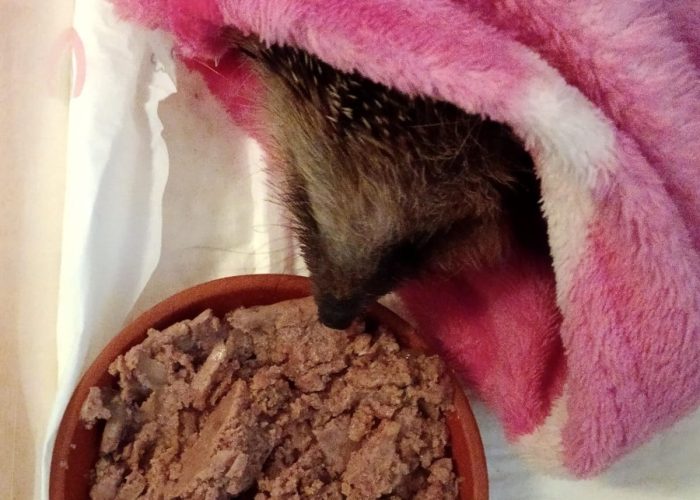 Igel fressend mit rosa Decke